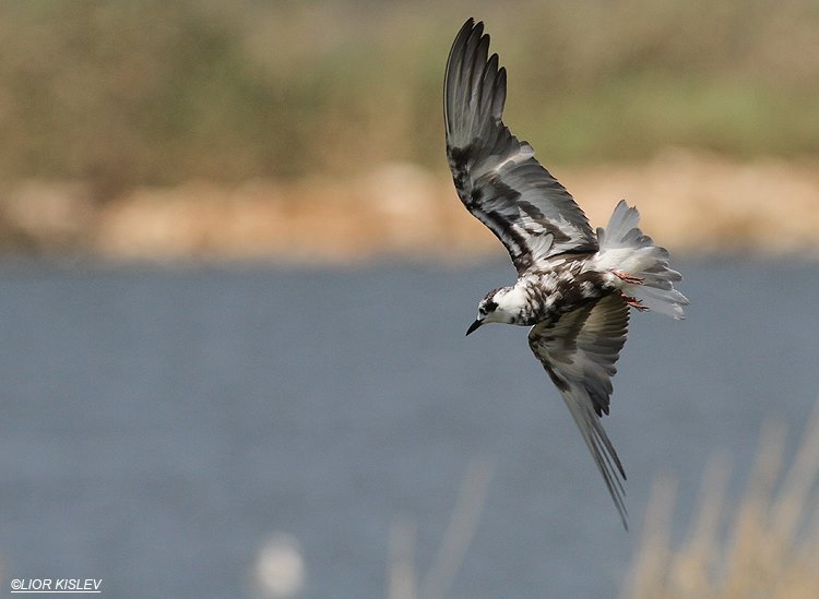 White-winged Tern Chlidonias leucopterus  ,Maagan  Michael, 27-08-13 ,Lior Kislev